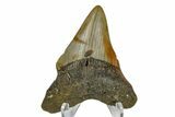 Bargain, Juvenile Megalodon Tooth - North Carolina #172643-2